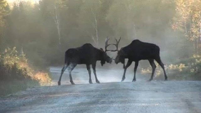 Тем временем в Канаде...