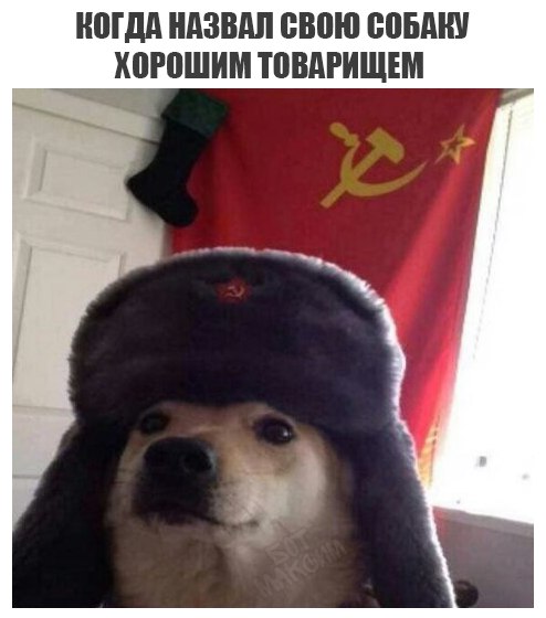 Записки сумасшедшего школьника