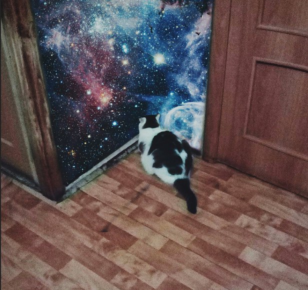 24 кота, которые подняли дерзость на новый уровень