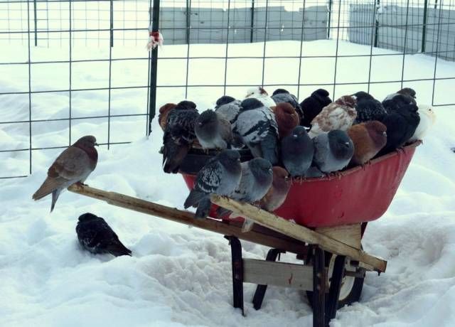 Подборка забавных животных