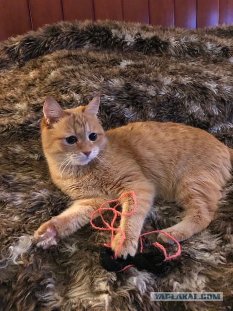 Котовторник 20.02.18