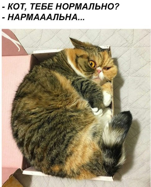 Не очень адекватный юмор