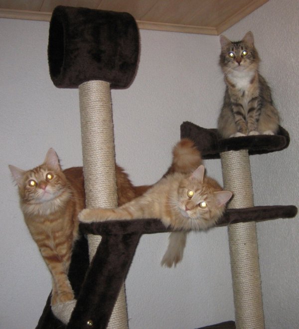 Коты на вторник на ЯПлакалъ (07.10.2008)