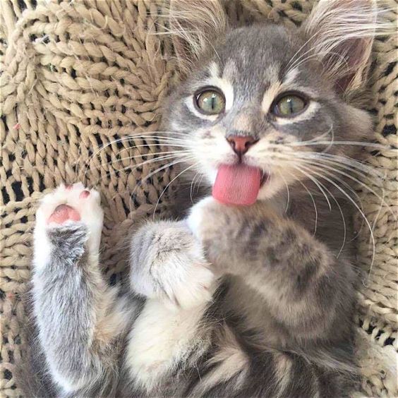 Прикольных котов пост