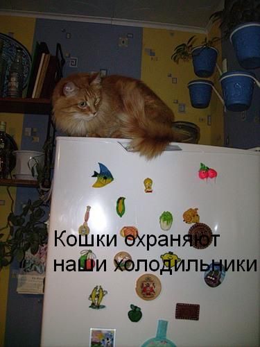 Ура, котовторник!