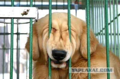 Когда жизнь ничему не учит