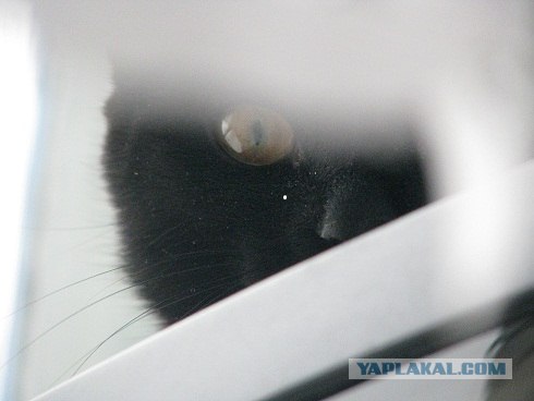 Котовторник (10.01.2012)