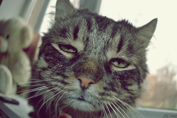 Котовторник 17.04.2012