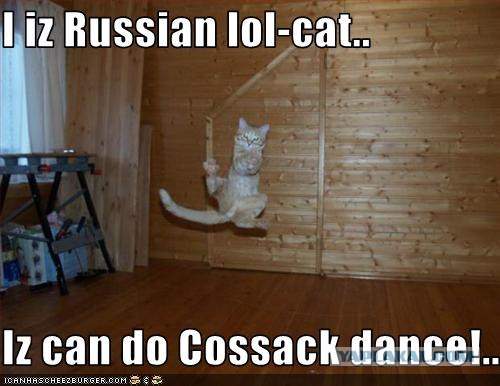 Кошачий патруль