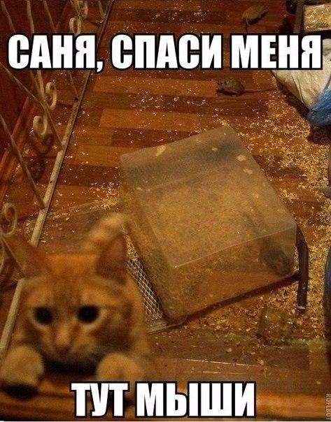 Картинки отовсюду. Часть 3 от 22 октября