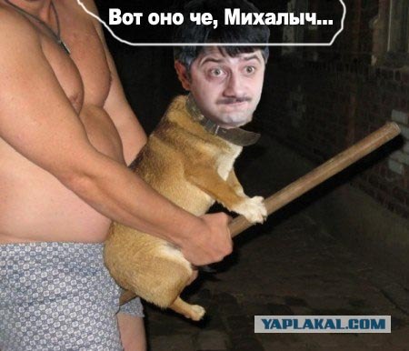 Собака на метле