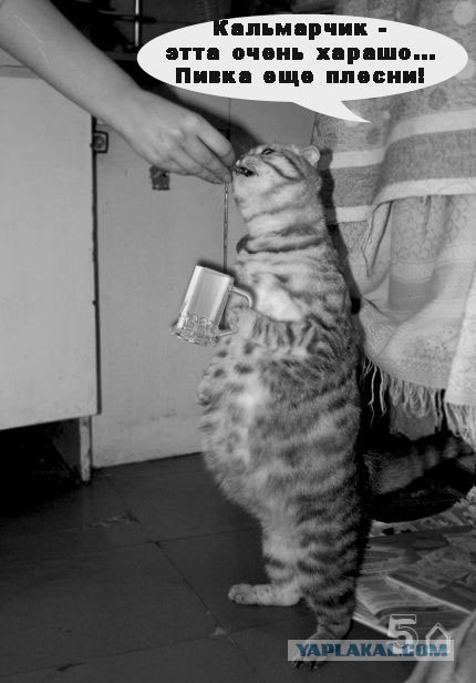 Кормим кота с рук