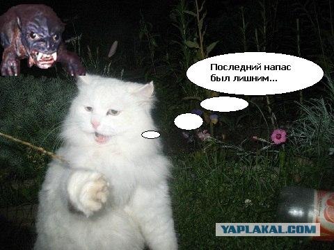 Отжабте моего кота