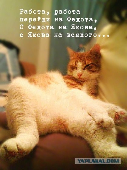 Картинки о животных, прямо и косвенно