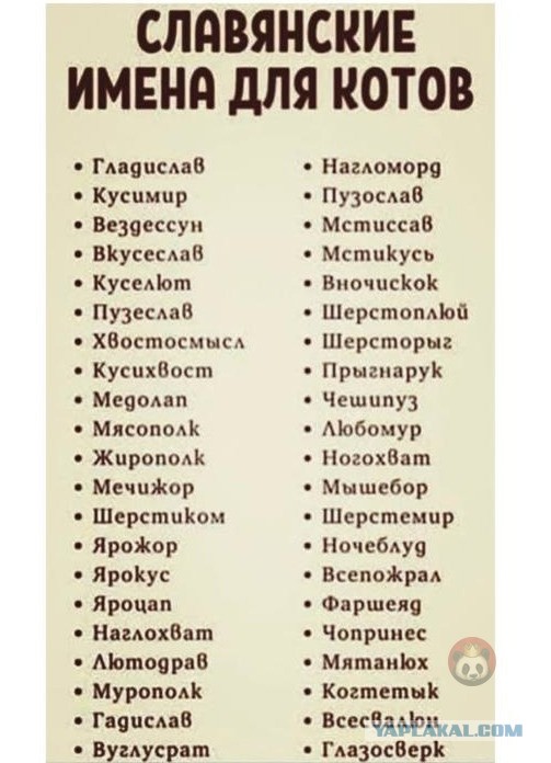 Котовторник. Поговорим о кличках, друзья