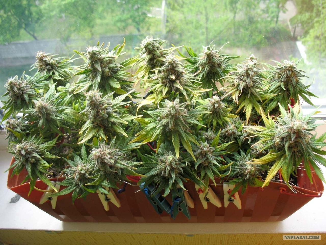 выращивание на подоконнике марихуаны