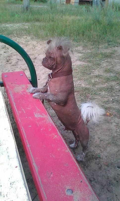 Подборка диких помесей собак