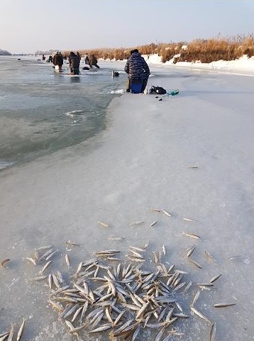 Как я в субботу за корюшкой ездил. Рыболовный пост. Фотоотчет