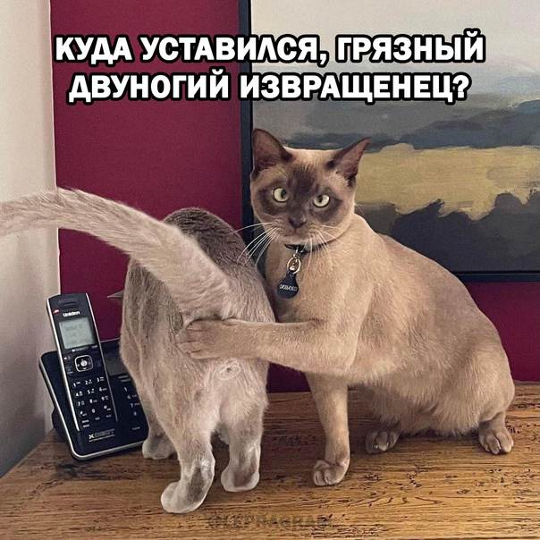 Баянисто-небаянистый юмор 24.01.22