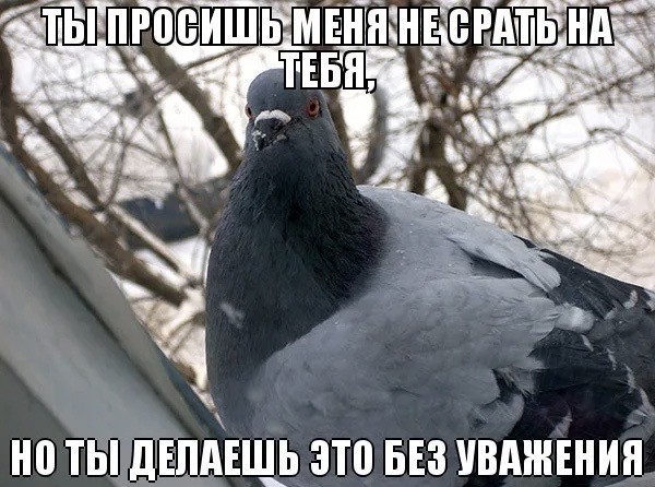 Во время речи президента США Джо Байдена об инфляции на него нагадила птица