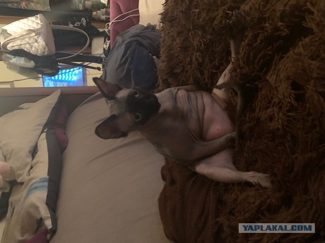 Нам годик в котовторник