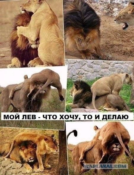 В челябинском зоопарке к львице привели для знакомства самца