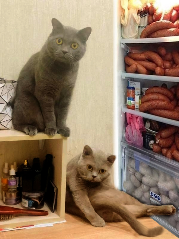 Сына котики