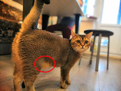 Откуда у котов курдюк и зачем он нужен?