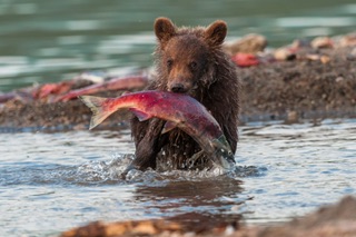 Почему горбуша дешевая, а форель, семга очень дорогие, ведь и те, и те лосось