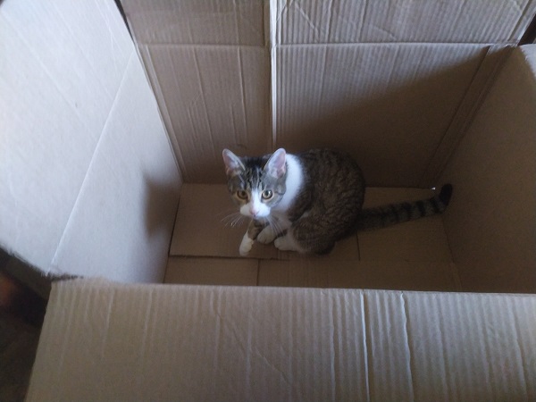 Принимайте в клуб! Котовторник же