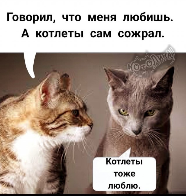 К котовторнику: подборка картинок-баянов с котиками и про котиков. Выпуск 6