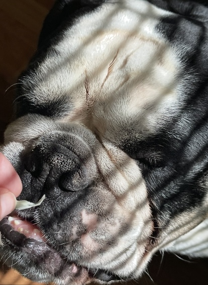 Литературная беседка v.1