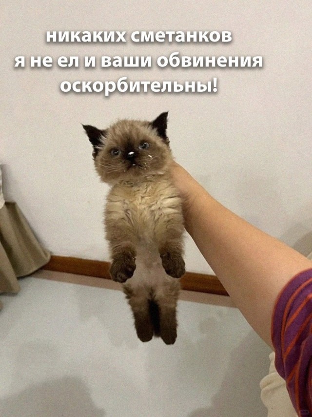 К котовторнику: подборка картинок-баянов с котиками и про котиков. Выпуск 8