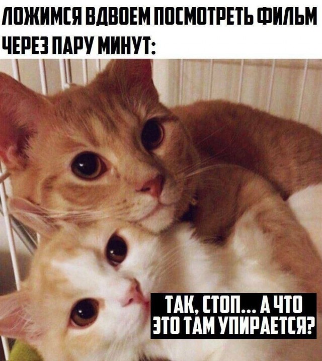Купацо и бесицо!