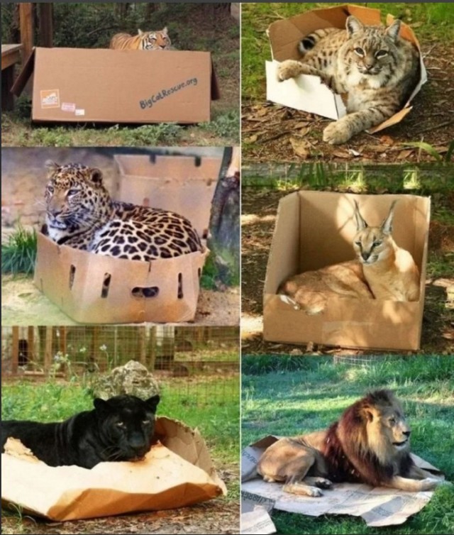 Котокоробковое