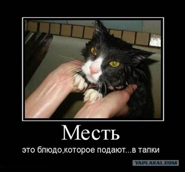 Краш тест кота