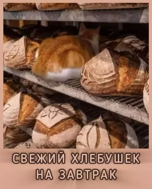 *БАЯН*Верный помощник