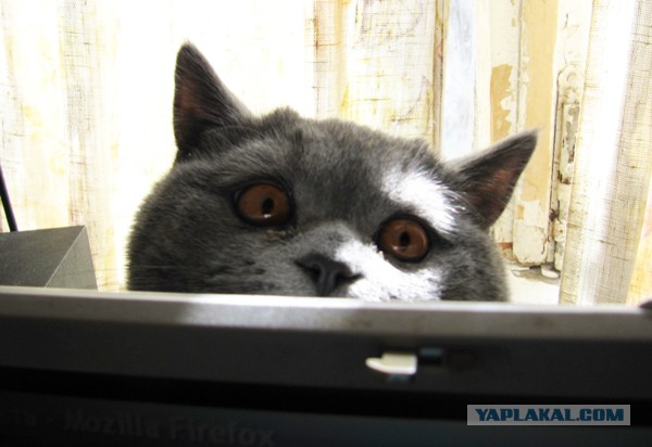 Котовторник 01.04.2014