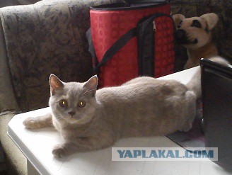 Котовторник 01.04.2014