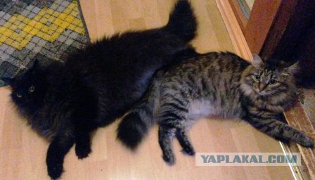 Котовторник 01.04.2014