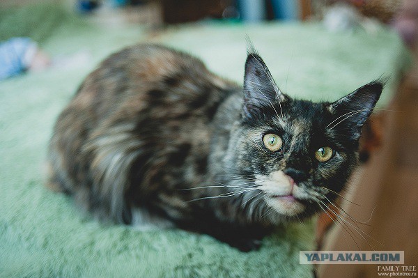 Котовторник 12.08.2014
