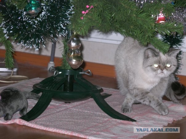 Все коты одинаковы