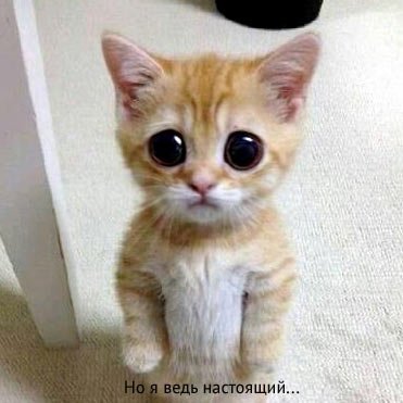 «Ночные волки» не откажутся от мотопробега