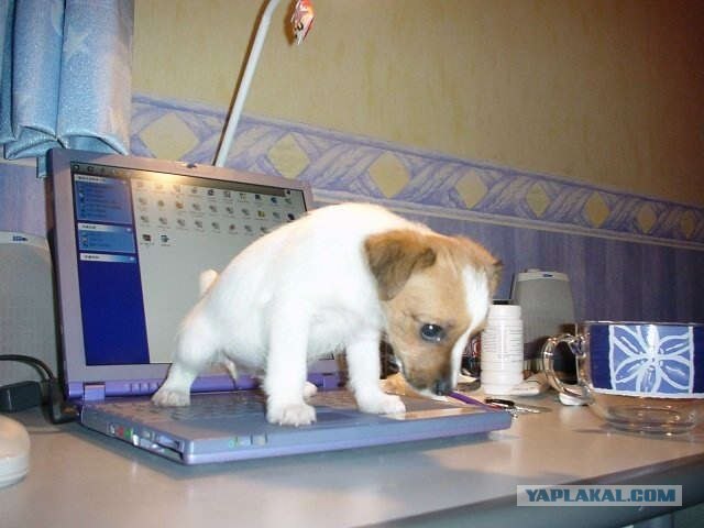 Только что купил щенка...