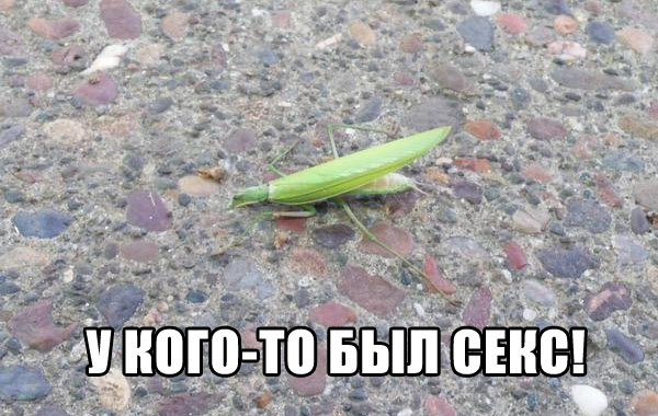 Забавные картинки из Сети