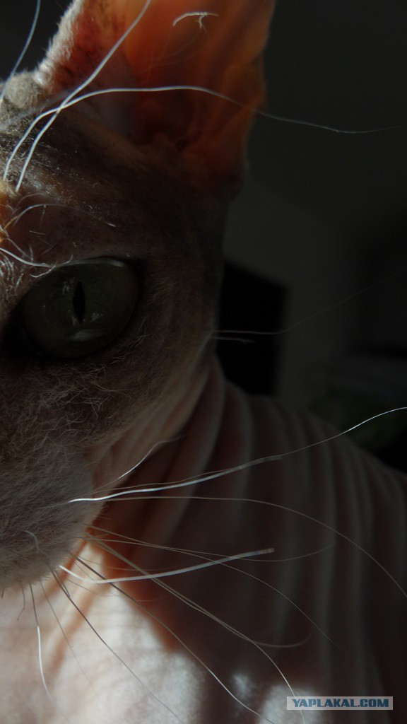 Котовторник 13.10.2015