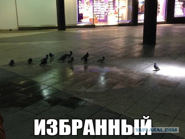 Прикольные картинки