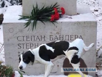 Новый самолет от "Антонова" назовут Бандера