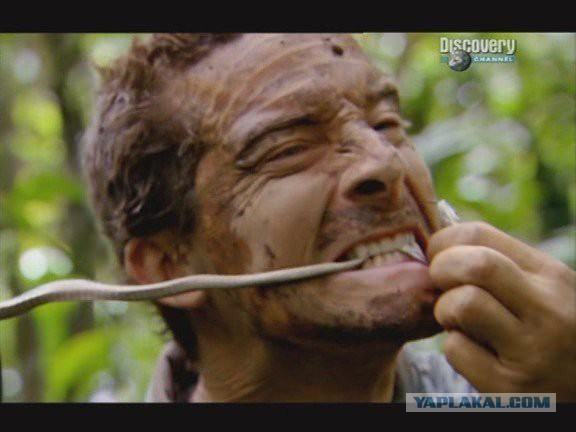 10 самых опасных змей в мире