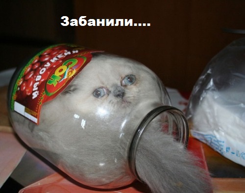 Котов урезать до минимума